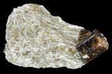 Brown Dravite Tourmaline Crystal Cluster in Mica - Australia #96309-1